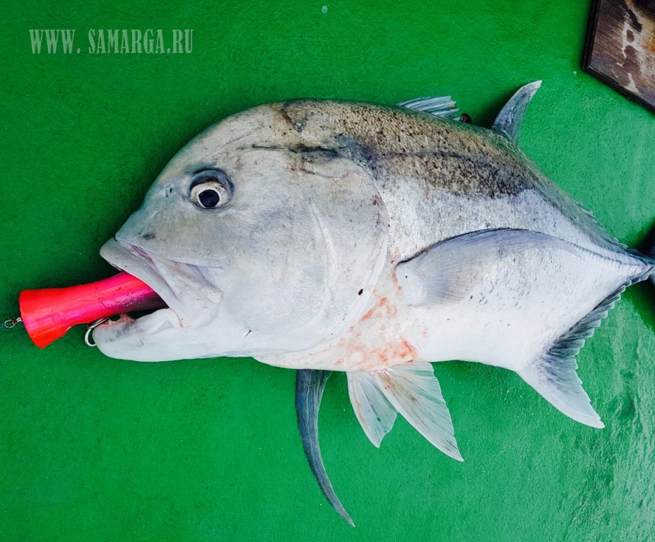 ���������� ����������� Ma������ 2017 /  Fishing trips in Maldives 2017